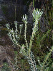 Leucadendron singulare