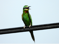 Merops persicus