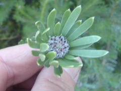 Leucadendron singulare