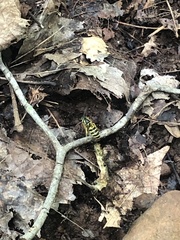 Vespula maculifrons