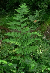 Dryopteris inaequalis