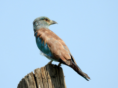 Coracias garrulus