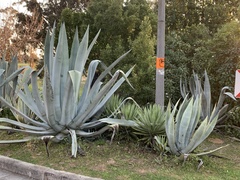 Agave americana expansa
