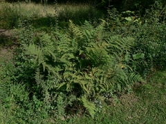Dryopteris inaequalis