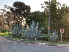 Agave americana expansa