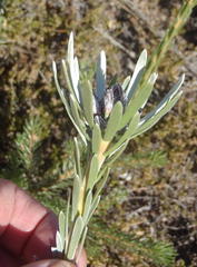Leucadendron singulare