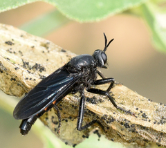 Ospriocerus aeacus