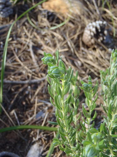Bonniedale SIlverpea (Xiphotheca phylicoides)