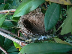 Terpsiphone viridis plumbeiceps