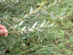 Salix kochiana