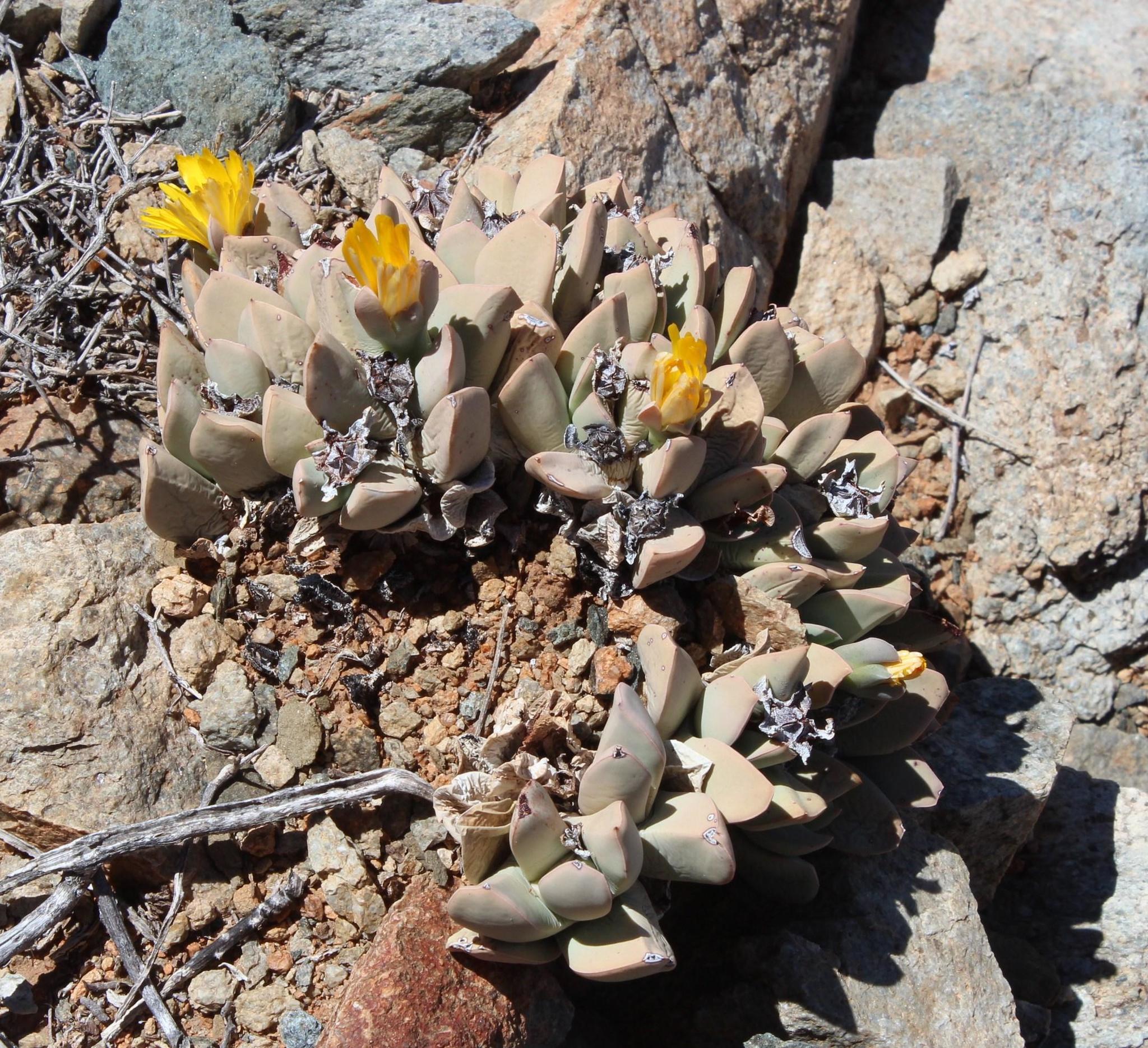 Schwantesia herrei