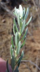 Xiphotheca phylicoides