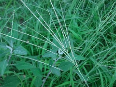 Digitaria sanguinalis