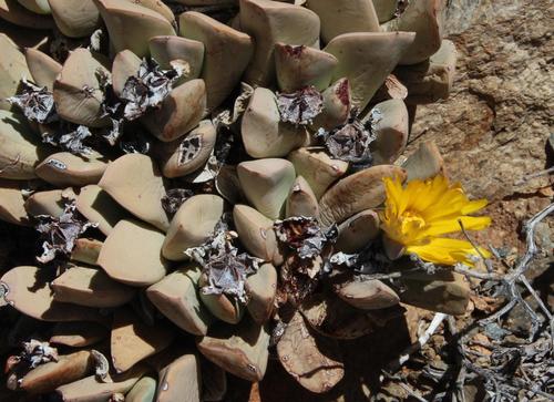 Schwantesia herrei