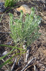 Xiphotheca phylicoides