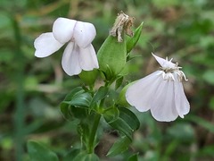 Saponaria officinalis