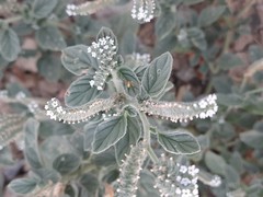 Heliotropium europaeum