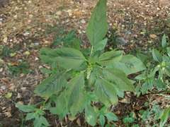 Amaranthus retroflexus