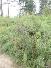 Artemisia mongolica