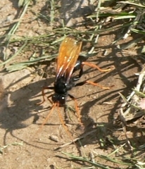 Tachypompilus ignitus