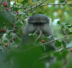 Cercopithecus mitis labiatus