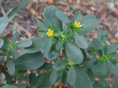 Portulaca oleracea