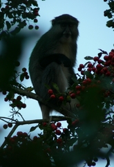 Cercopithecus mitis labiatus