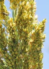 Sorghum × drummondii