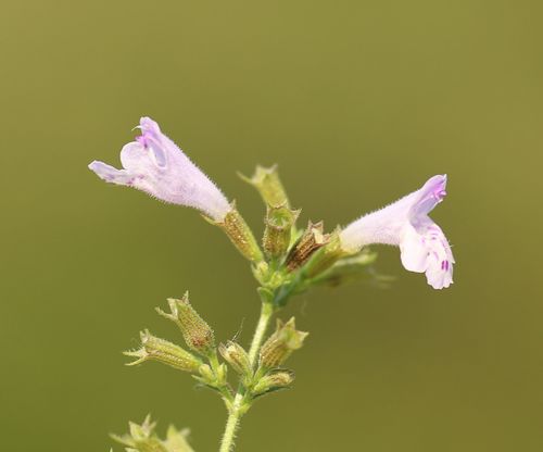 Representative image of Clinopodium nepeta