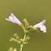 Clinopodium nepeta - Photo (c) Norbert Sauberer, μερικά δικαιώματα διατηρούνται (CC BY-NC), uploaded by Norbert Sauberer