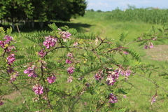 Robinia viscosa hartwigii