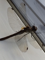 Sympetrum danae