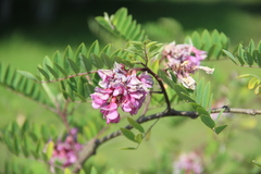 Robinia viscosa hartwigii