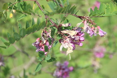 Robinia viscosa hartwigii