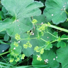 Alchemilla lindbergiana