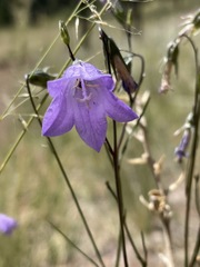 Campanula parryi