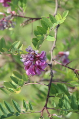 Robinia viscosa hartwigii