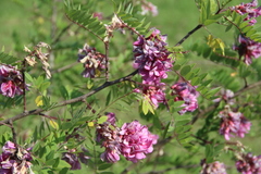 Robinia viscosa hartwigii