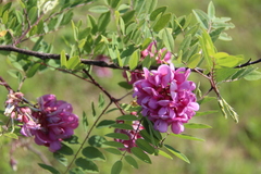 Robinia viscosa hartwigii