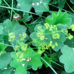 Alchemilla lindbergiana