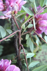 Robinia viscosa hartwigii