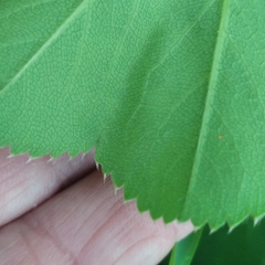 Alchemilla lindbergiana