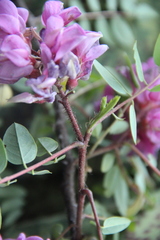 Robinia viscosa hartwigii