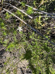 Wahlenbergia calcarea