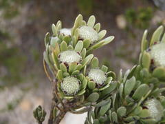 Leucadendron singulare