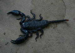 Opisthacanthus validus