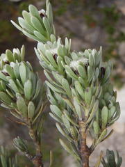 Leucadendron singulare