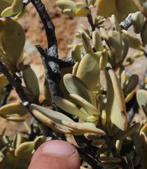 Tetraena prismatocarpa