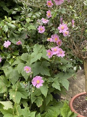 Eriocapitella × hybrida