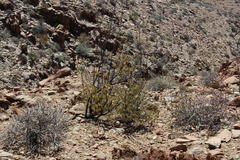 Tetraena prismatocarpa